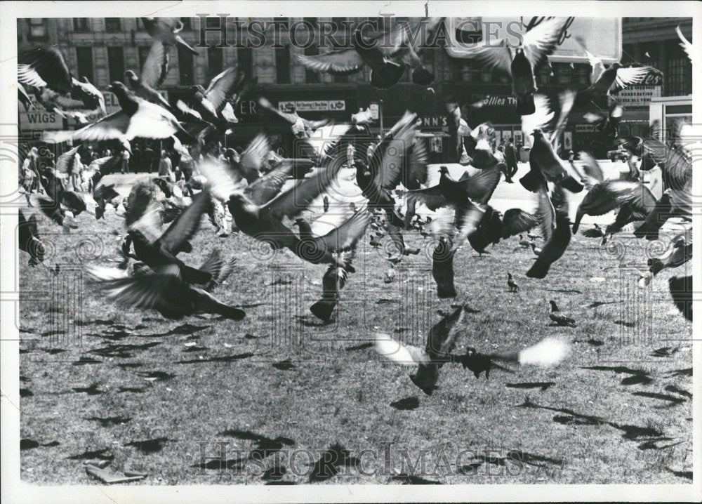 1971 Flock of pigeons in center of downtown - Historic Images