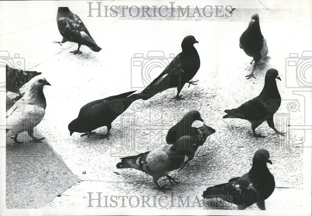 1969 Pigeons Park Downtown Detroit - Historic Images