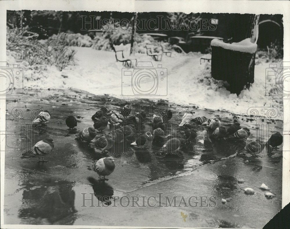 1932 Grand Circle Park Detroit Pigeons - Historic Images