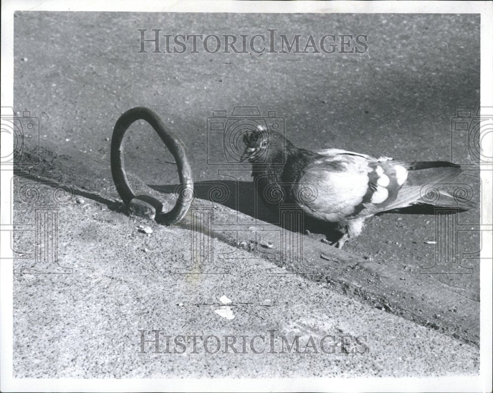 1969 Pigeon Checking Out Hitching Ring - Historic Images