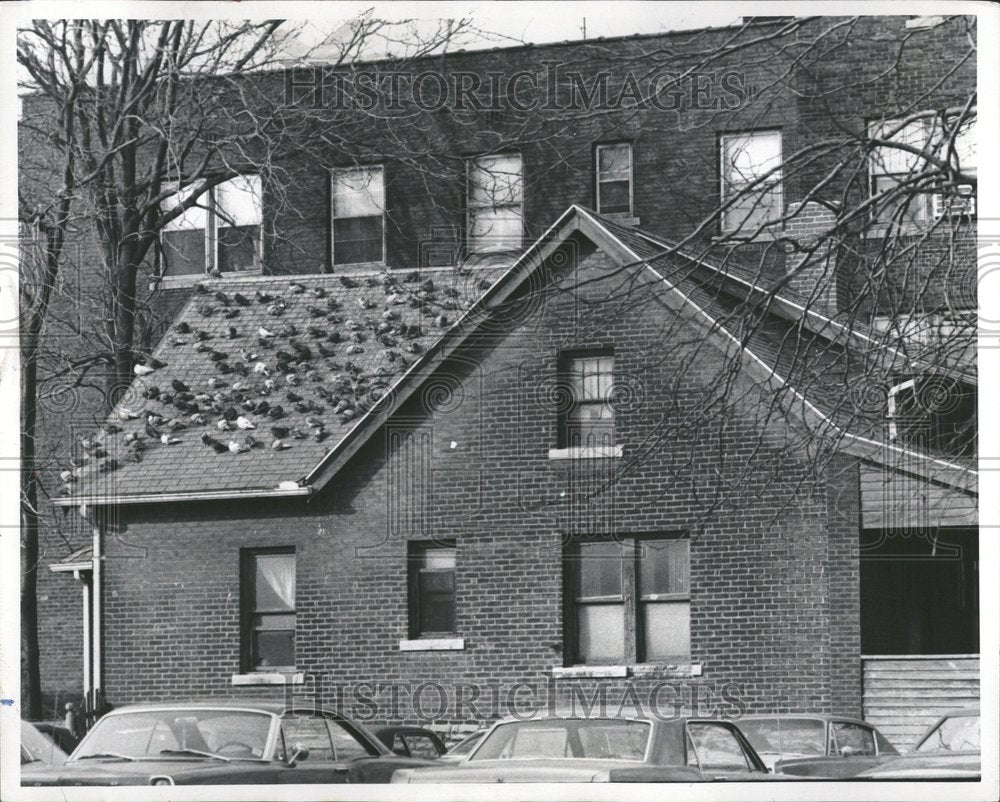 1973 Dozens Of Pigeons Sitting On Roof - Historic Images