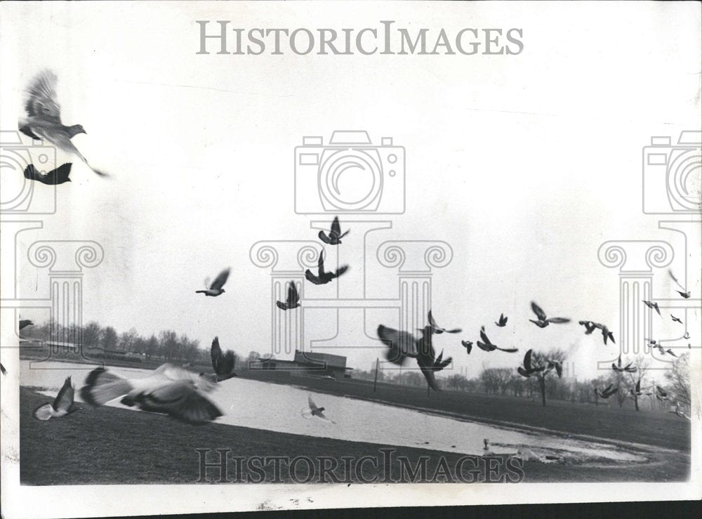 1973 Pigeons Race Pattern Park - Historic Images