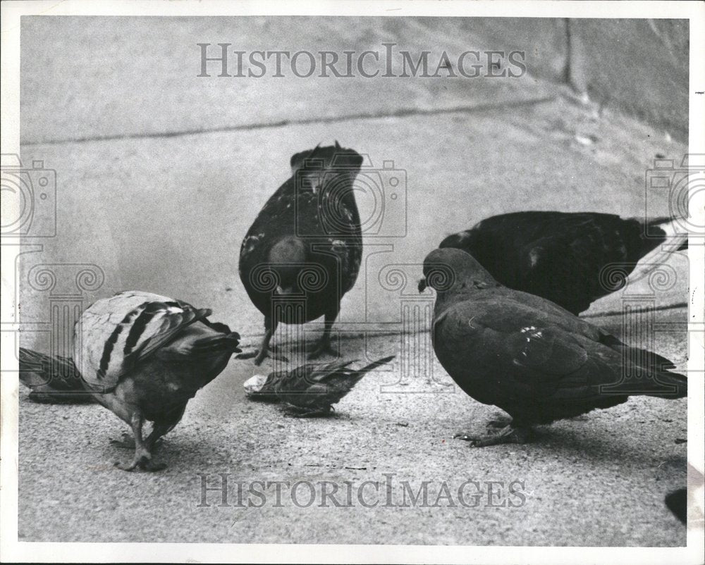 1970 Pigeon Gang Eyes Sparrow Food - Historic Images