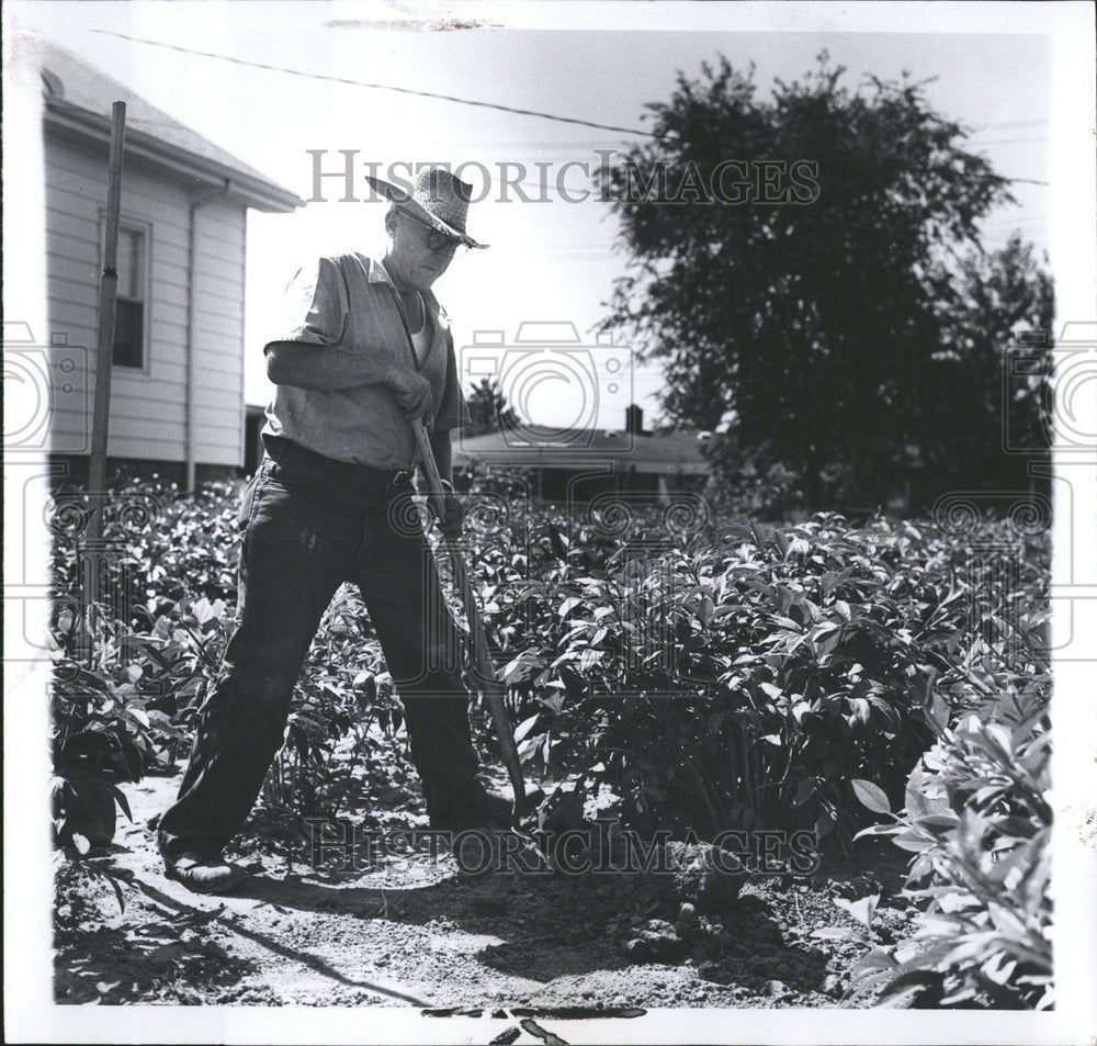 1969 Man Gardens Peonies Farmer - Historic Images