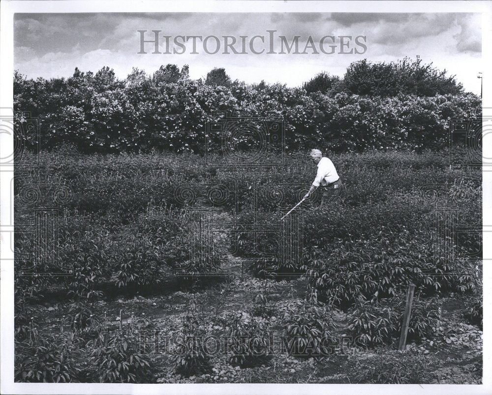 1960 Man Working In Peony Field - Historic Images