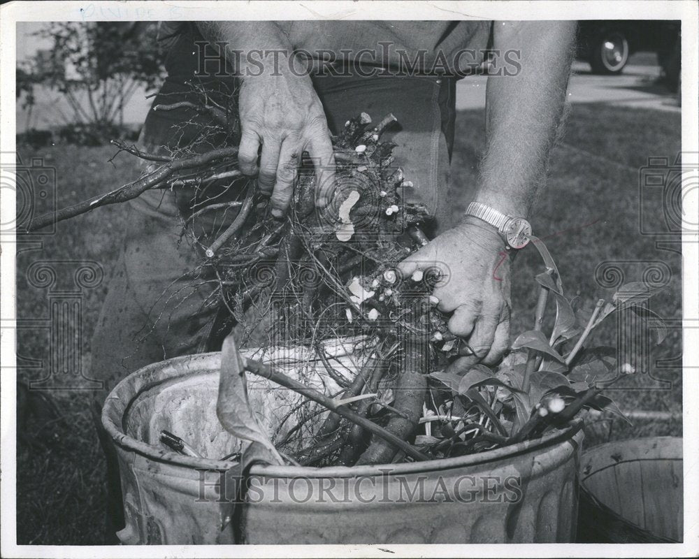 1968 Flowers Peonies - Historic Images