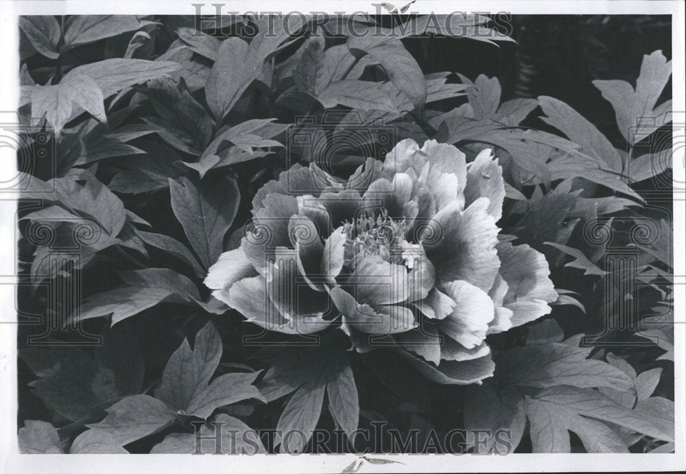 1970 Flowers Grosse Pointe Garden of John - Historic Images