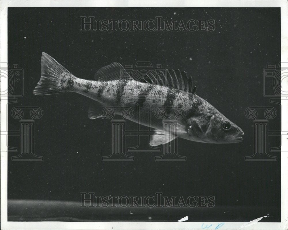 1977 Close-up caption of a Perch fish - Historic Images