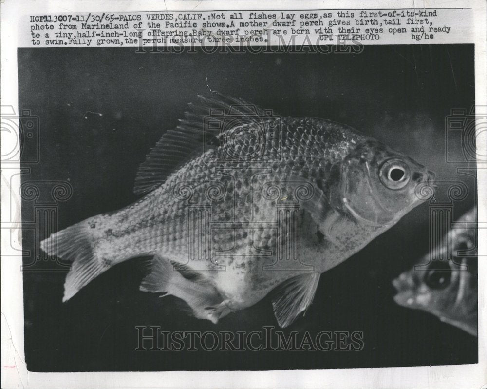 1965 Mother Dwarf Perch Fish California - Historic Images