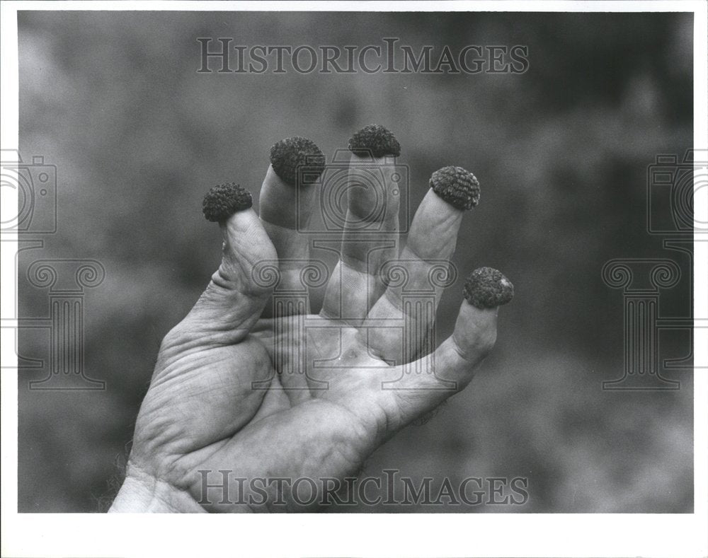 1993 Thimbleberries Film Tamarack Michigan - Historic Images