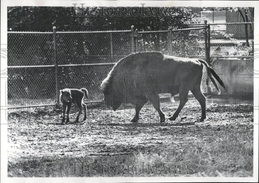 1972 Mother Wisent Polish Buffalo Babby New - Historic Images