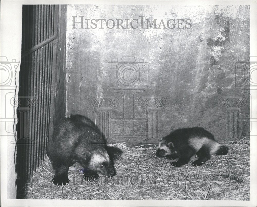 1953 Master Wolverine Babby Detroit Zoo - Historic Images