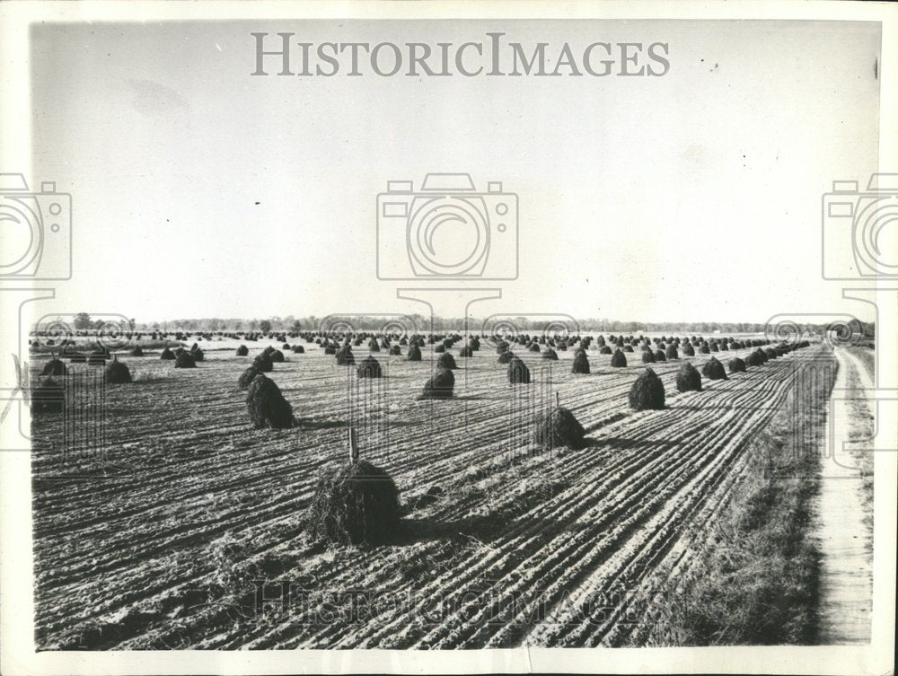 1942 Goobers War Peanuty Vines Stacked - Historic Images