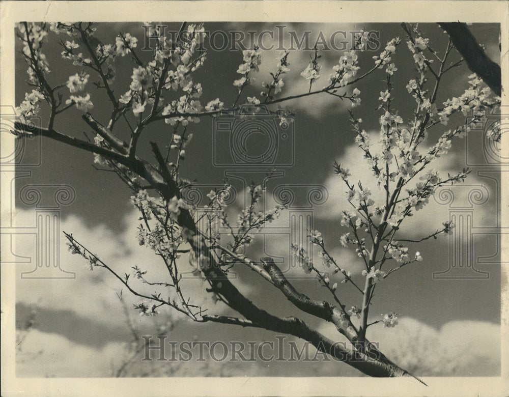 1941 Southern Illinois Peach Blossoms - Historic Images