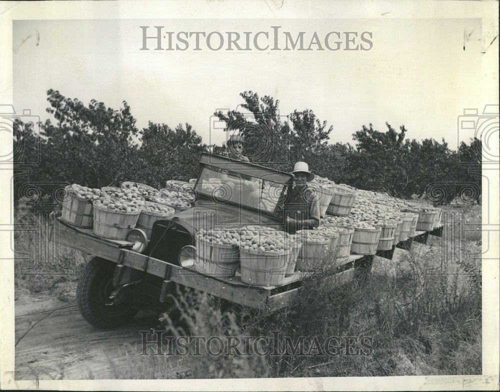 1944 Peach Tree Species Family Rosaceae - Historic Images