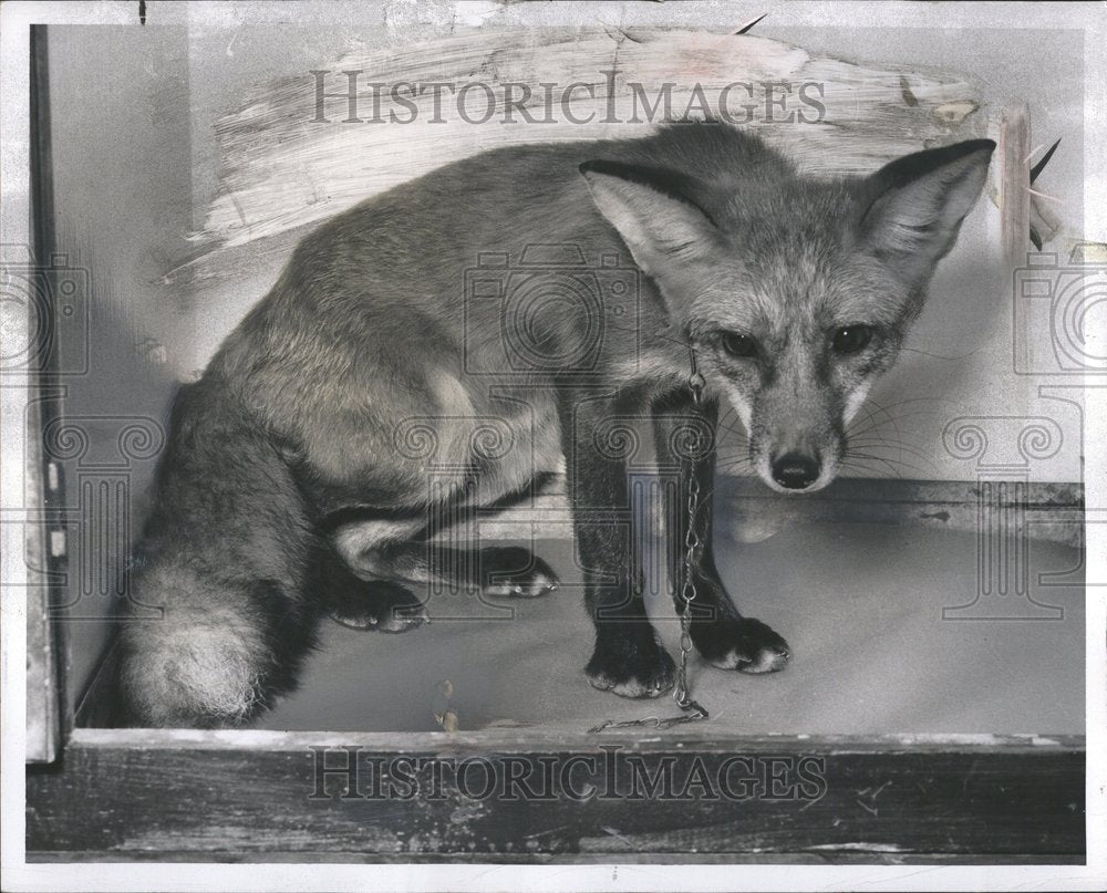 1954 Animal Fox Black Iron Chain Neck Box - Historic Images