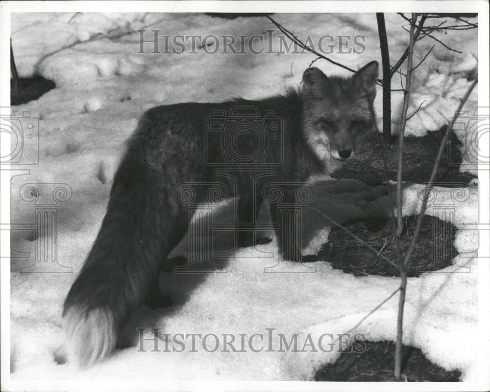 1993 Red Foxes Snow Show Picture Animal - Historic Images