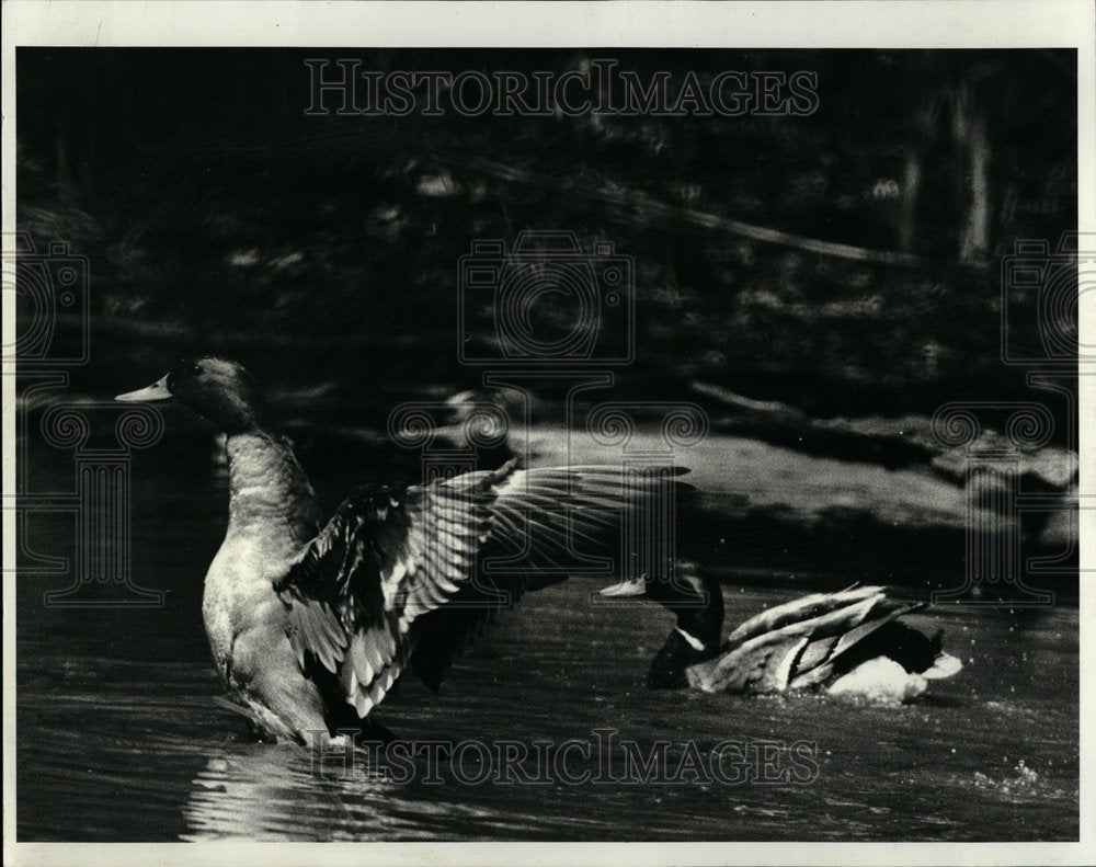 1983 Ducks Edward L Ryerson Conservation - Historic Images