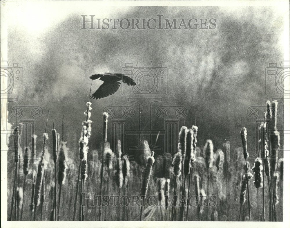 1980 Red Winged Blackbird Edward Ryerson - Historic Images