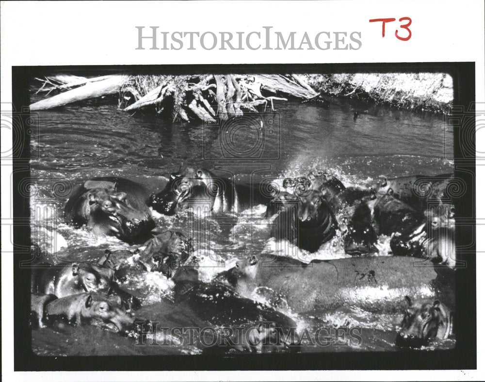 1991 Hippopotamus Zambezi River Africa - Historic Images