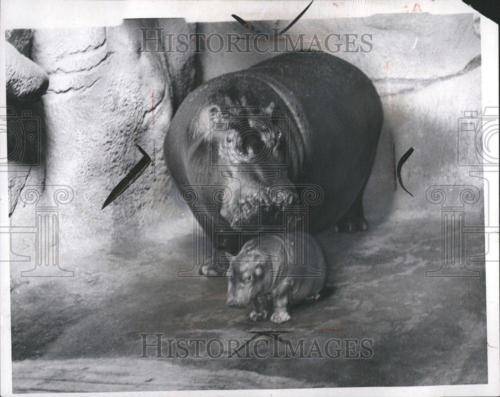 1967 Billy Baby Jimmy Mother Hippopotamos - Historic Images