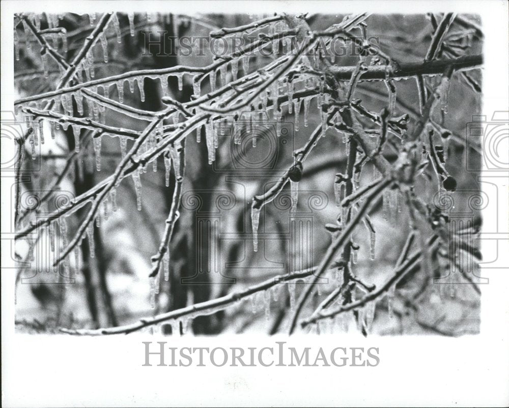 1976 Ice Strom Southfield Michiga Branches - Historic Images