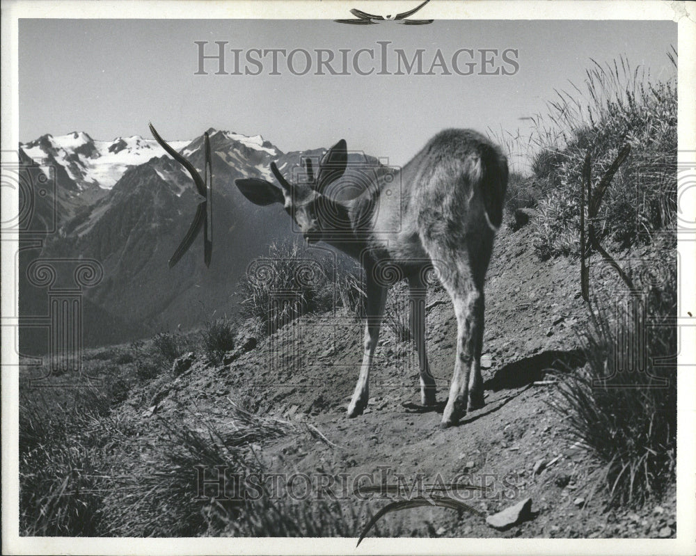 1967 Deer in the wild - Historic Images