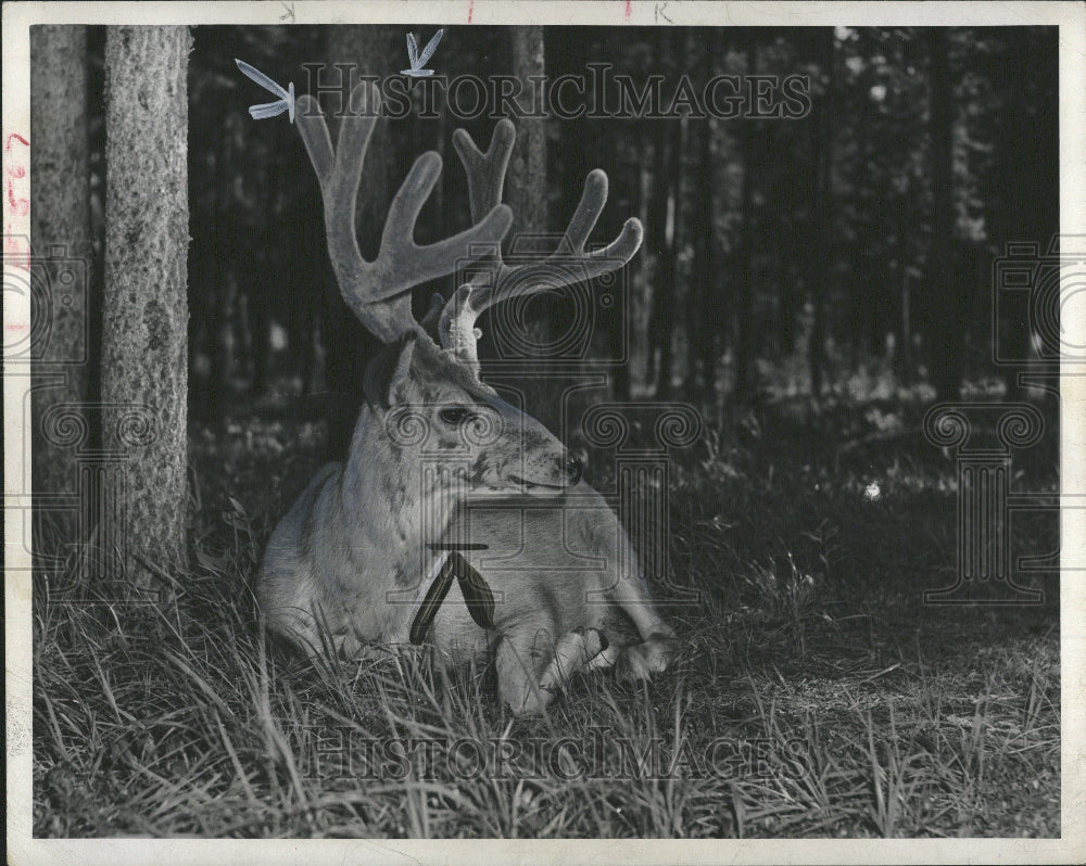 1949 Canadian Rockies deer - Historic Images