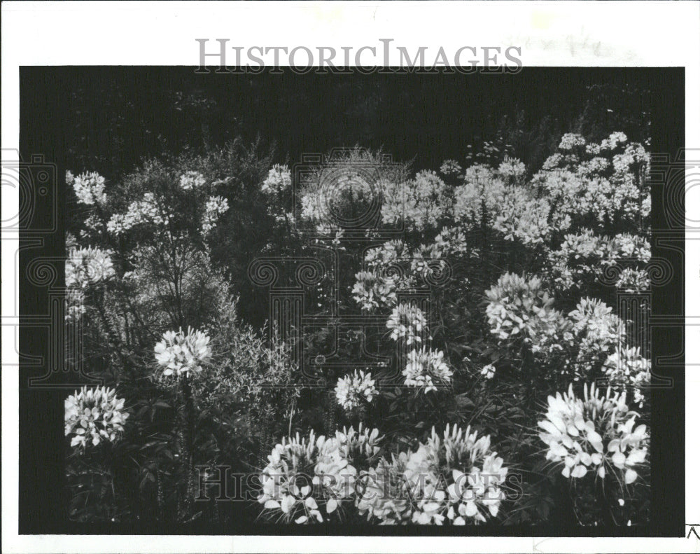 1989 Cleome Hassleriana, Flowers - Historic Images