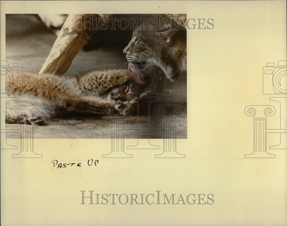 1983 Detroit Zoo Lion Baby Lynx - Historic Images