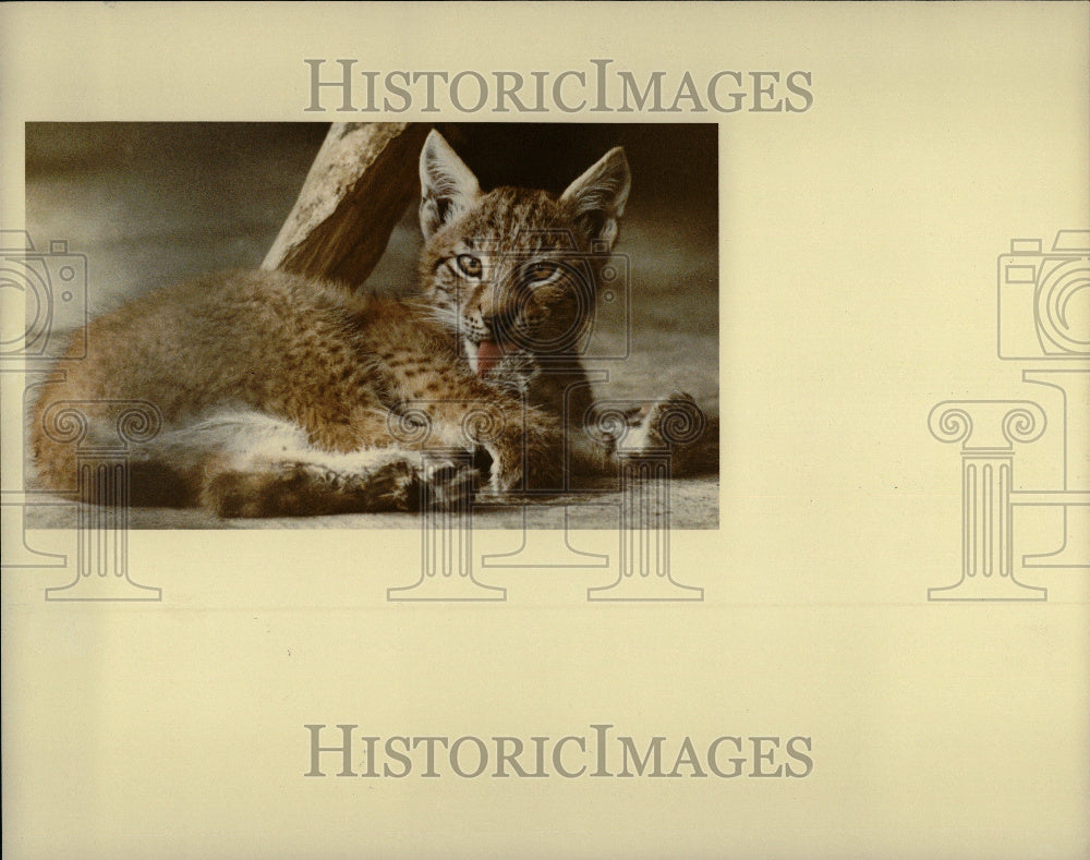 1983 Baby Lynx Cat Animal Detroit Zoo - Historic Images