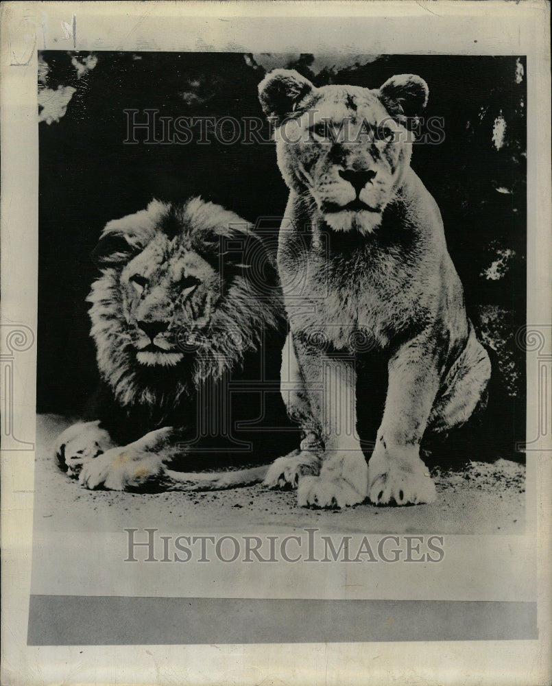 1946 Zoological Park Garden Public Bred - Historic Images