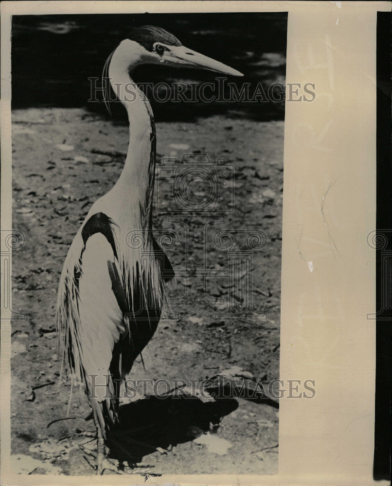 1949 Zoological Garden Zoo Public Bred Park - Historic Images