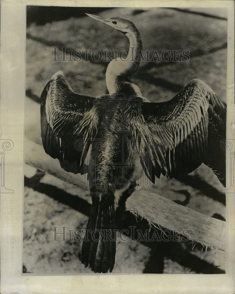 1949 Zoological Garden Park Public Bred - Historic Images