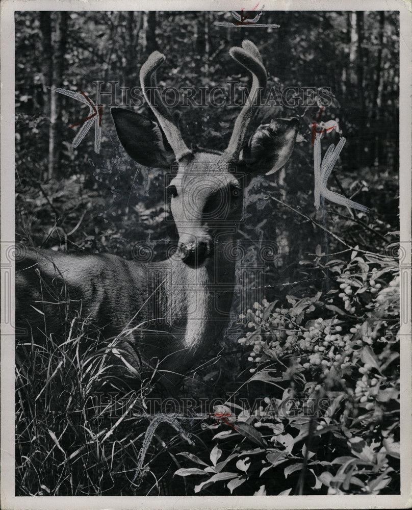 1955 Buck with velvet antlers - Historic Images