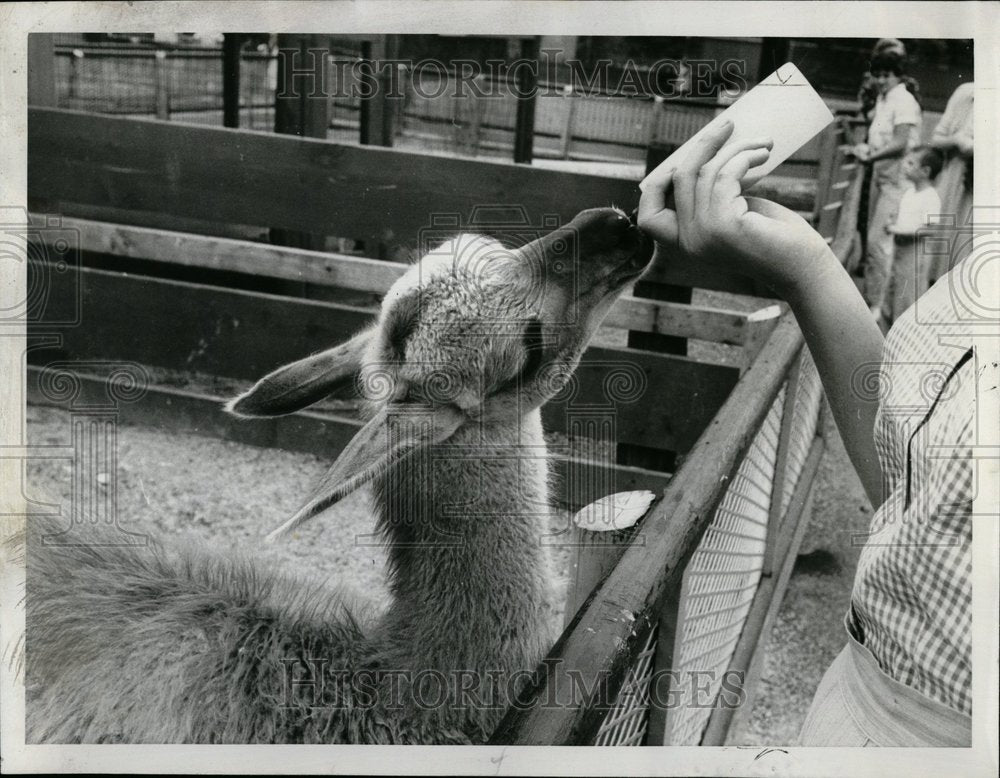 1957 Vitamins feed to guanaco from bottle - Historic Images