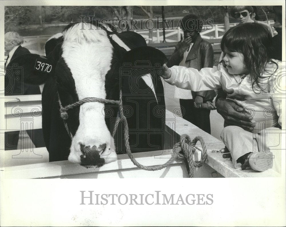 1982 Lincoln Zoo Park Free Julio Tina Cow - Historic Images