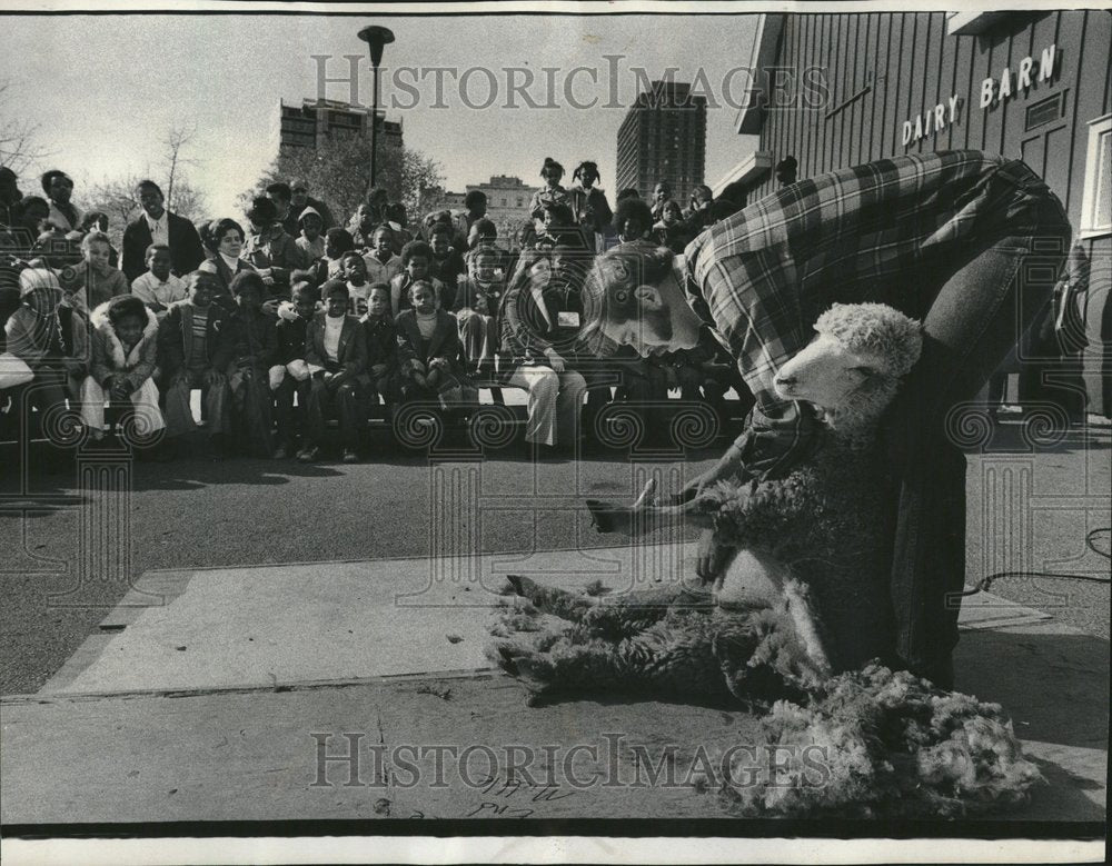 1974 Lincoln Park Zoo Sheep Wool Children - Historic Images