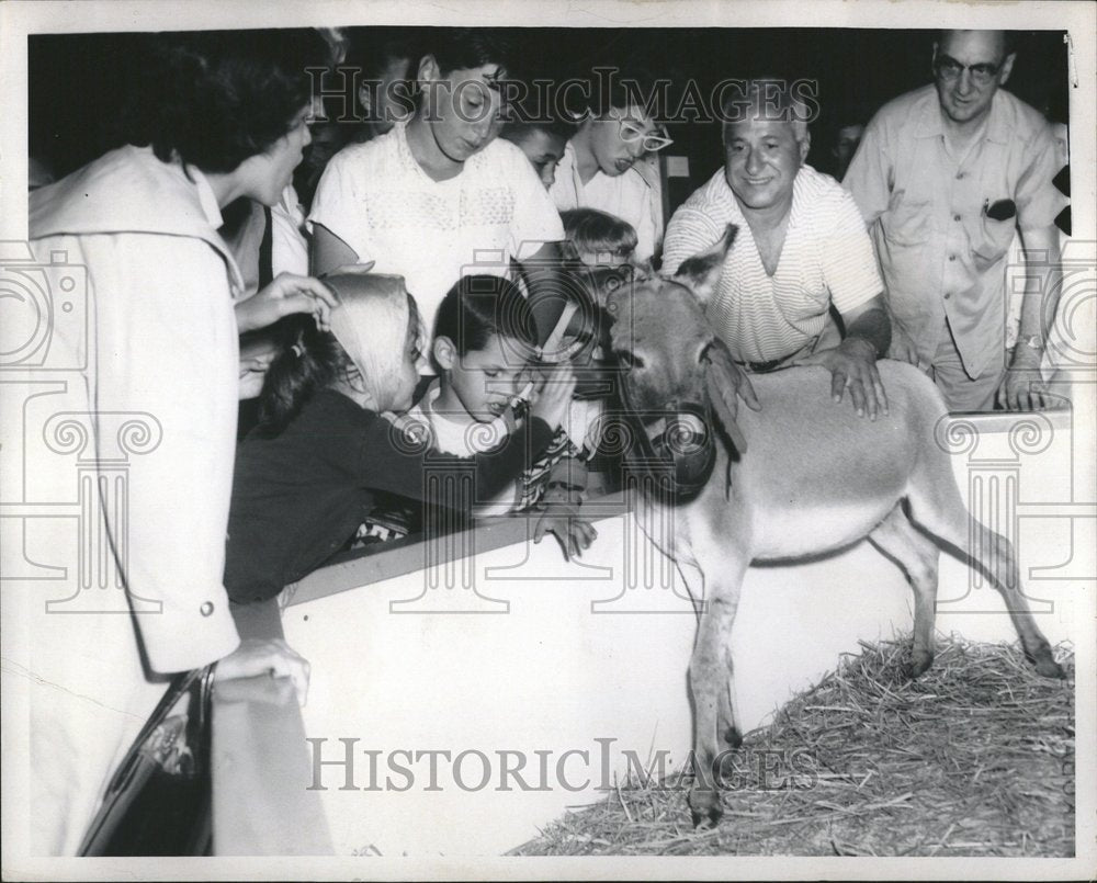 1959 Leanne Maine Lincoln Park Zoo Donkey - Historic Images