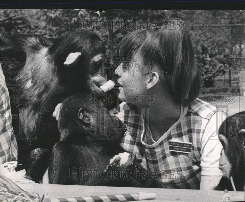 1967 Lincoln Park Children Zoo Chimpanzees - Historic Images