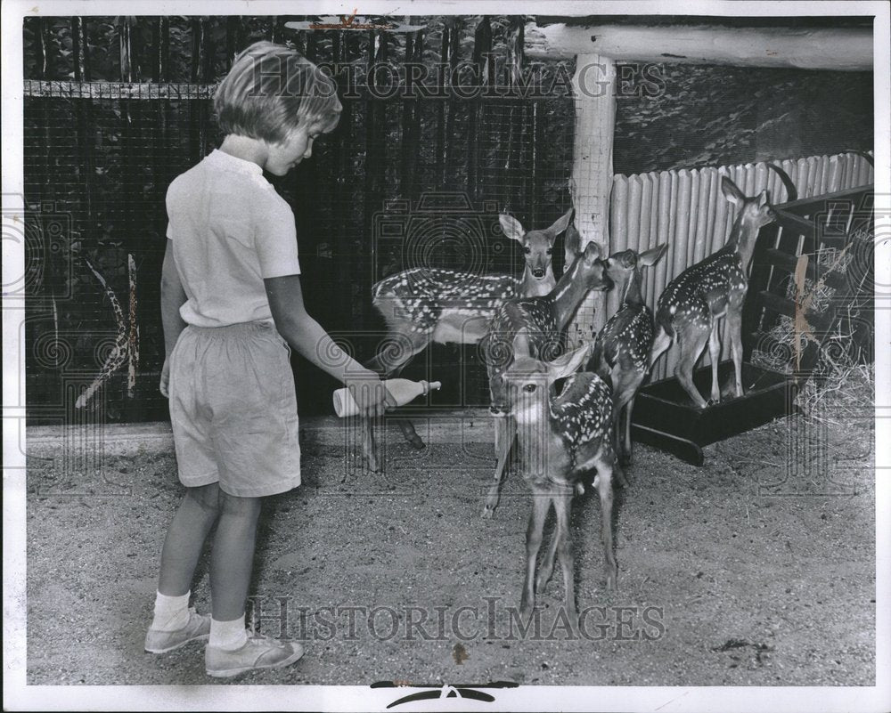 1963 Jeanine Joda Belle Isle Zoo Gross Fawn - Historic Images