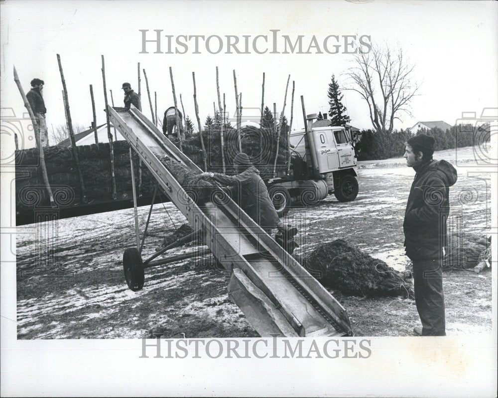 1976 Christmas Trees Michigan truck driver - Historic Images