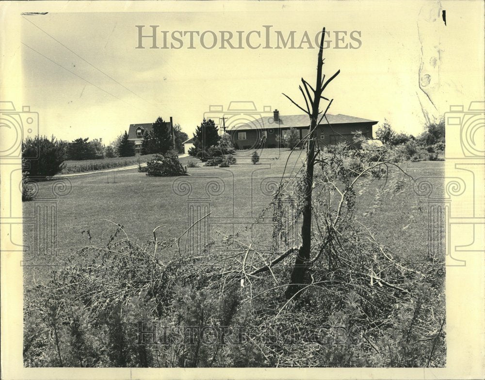 1964 fallen trees Michael Jurgaitis vandals - Historic Images