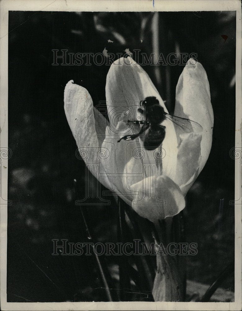 1958 Bee In A Flower - Historic Images