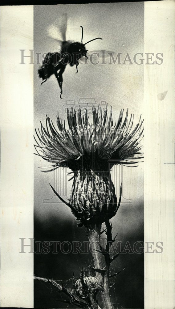 1978 Bee Nectar - Historic Images