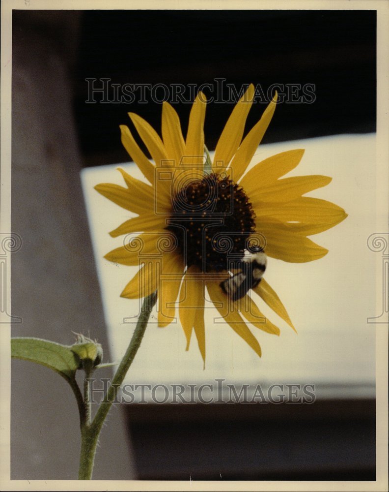 1990 Bee Pollenating Chicagoland Park - Historic Images