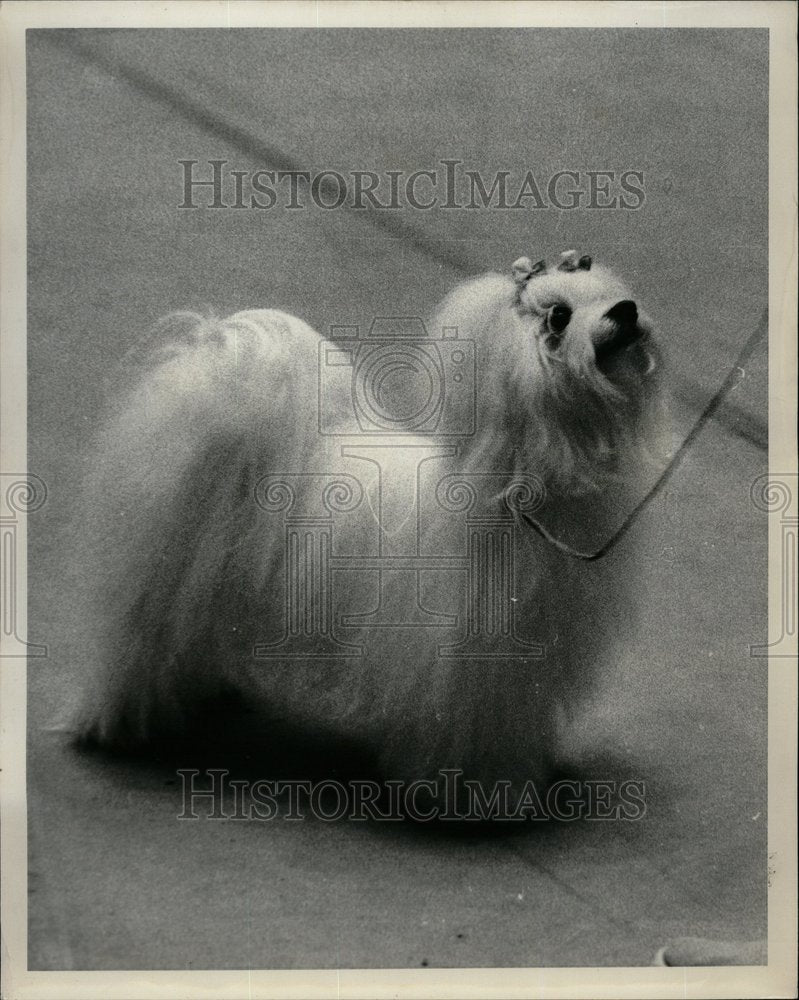 1975 Maltese Dog Part Of The Toy Dog Breed - Historic Images