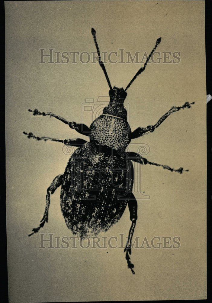 1988 Alfafa Snout Beetle Microscopic View - Historic Images