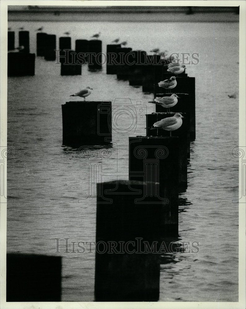 1981 Sea Gulls Pedestals North Ave. Beach - Historic Images