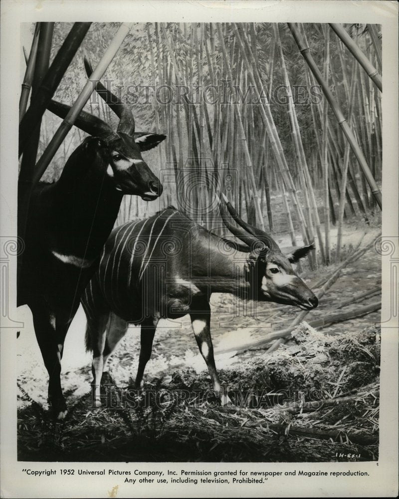 1952 Bongo Group Animal African Hall - Historic Images